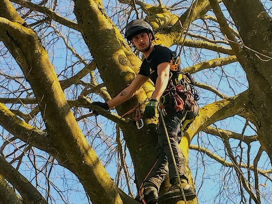 Un élagueur-grimpeur d'Arbogen au travail dans un arbre