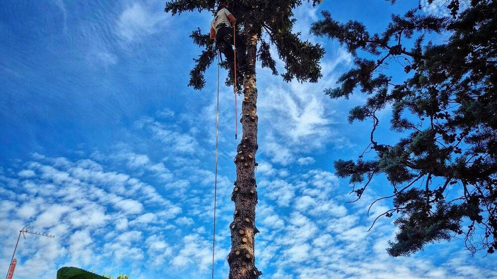 Élagueur-grimpeur en haut d'un grand arbre
